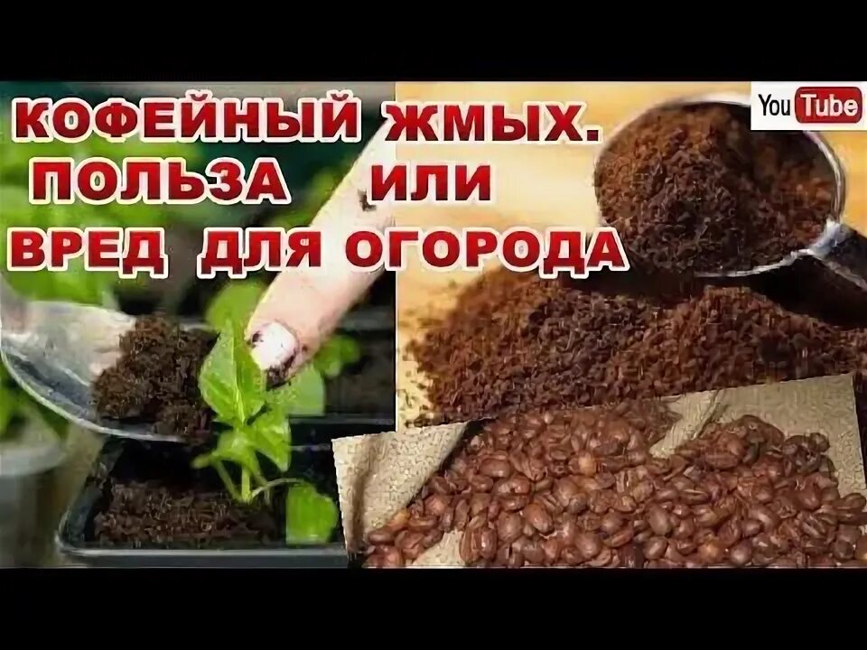 Жмых от кофе применение в огороде. Жмых от кофе применение в огороде