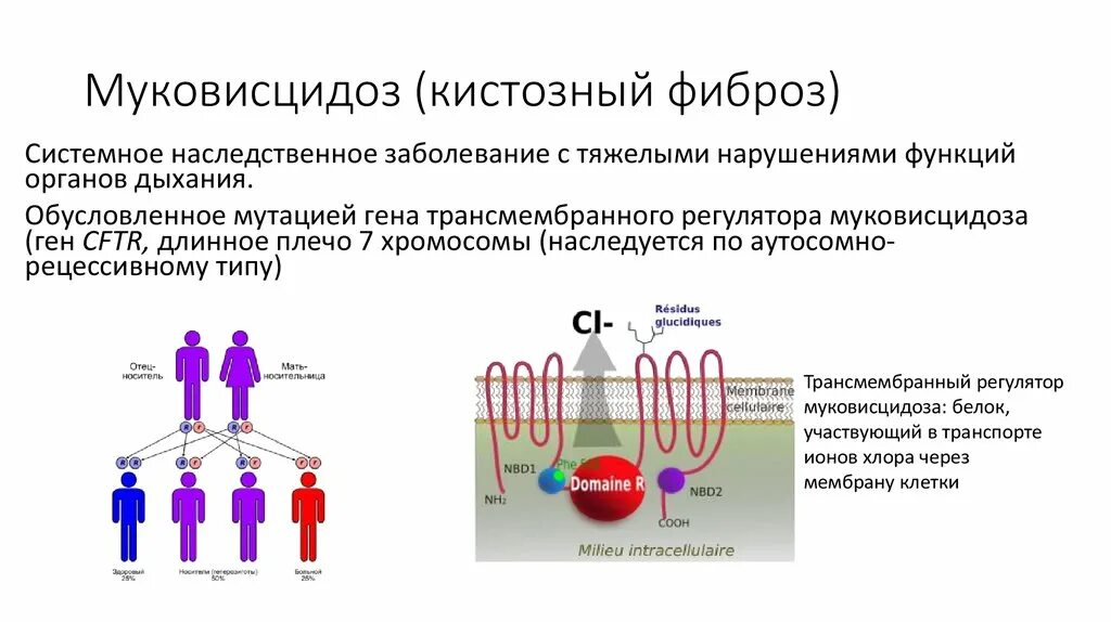 Муковисцидоз типы. Аутосомно-рецессивный тип наследования. муковисцидоз. муковисцидоз фенотипическая характеристика. муковисцидоз аутосомно-рецессивное заболевание. синдром муковисцидоз тип наследования.