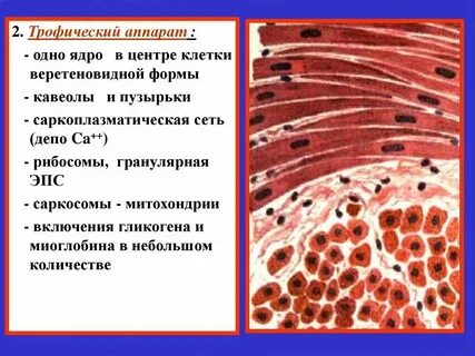 Длинные многоядерные клетки какая ткань