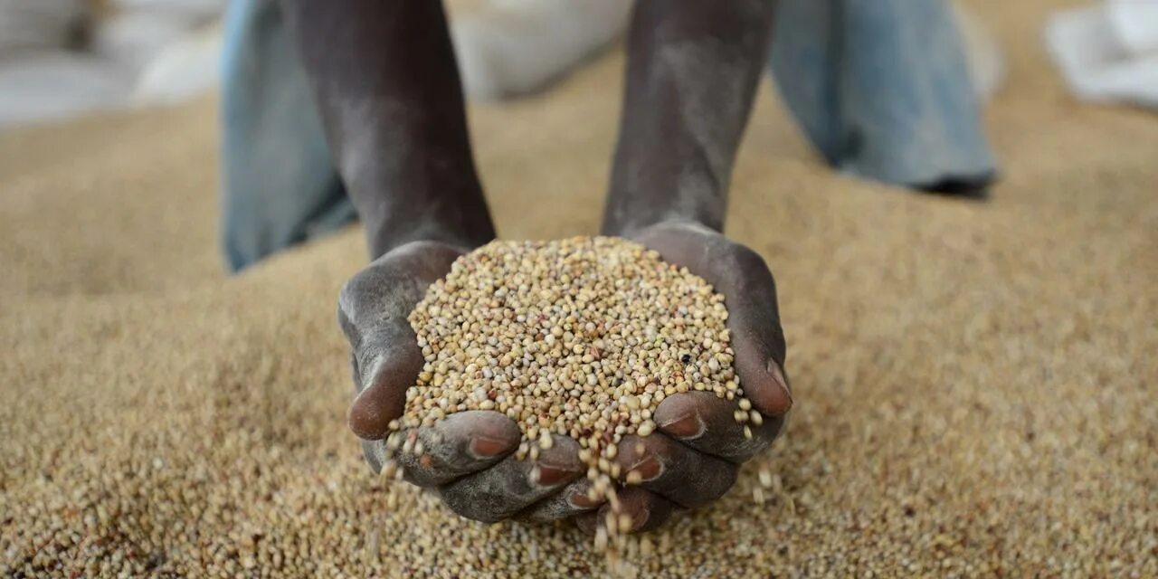 Африка зерно. Поставки зерна в Африку. Пшеница эфиопская. Зерно африканцам. Зерно голод