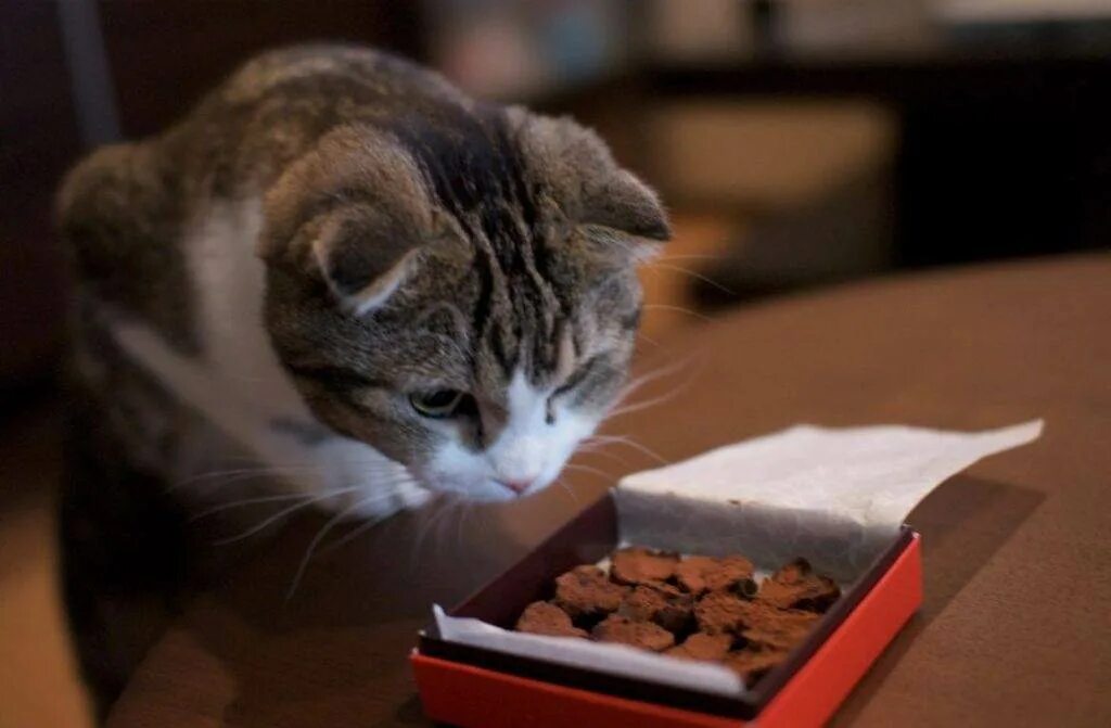 Кот в шоколаде. Котик с шоколадом. Кот ворует конфеты. Коты едят конфеты. Можно кошкам сладкое