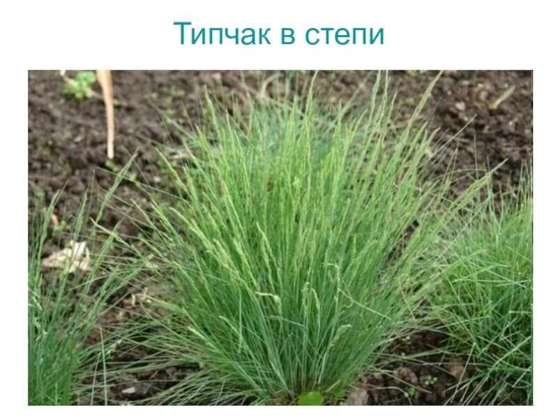 Типчак растение степи. Типчак луговой. растения степи типчак. овсяница бороздчатая типчак. степной травы типчака.