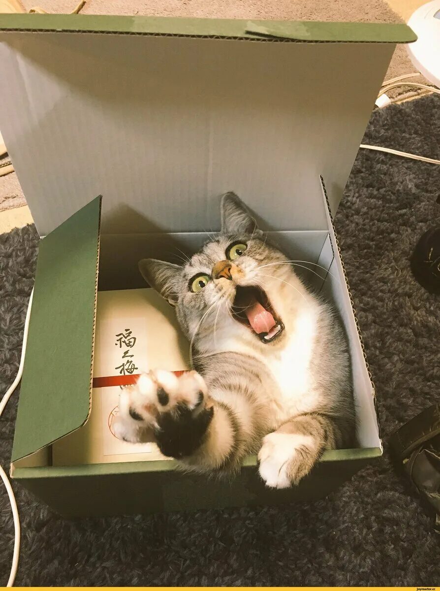 Почему коты любят коробки. Кошки в коробках. коты в коробке. кошечка в коробке. коробка для кота.