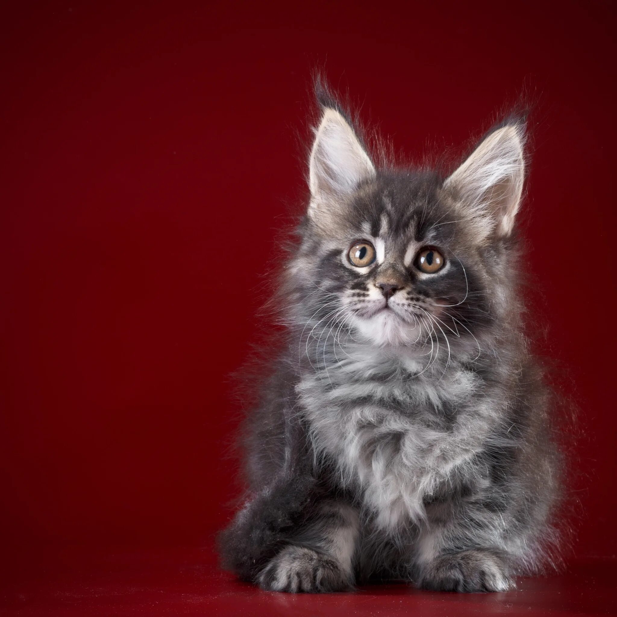 Котенок мейн кун в нижнем тагиле. Мейн-кун. котята мейн кун. мейн кун f22. дети мейн куна.