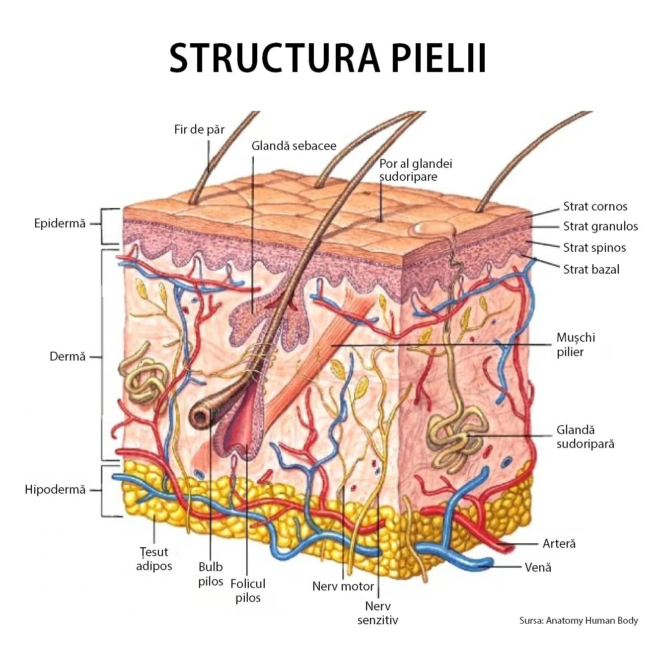 Эпидермис и дермис. Epidermis structure. Кожа человека.