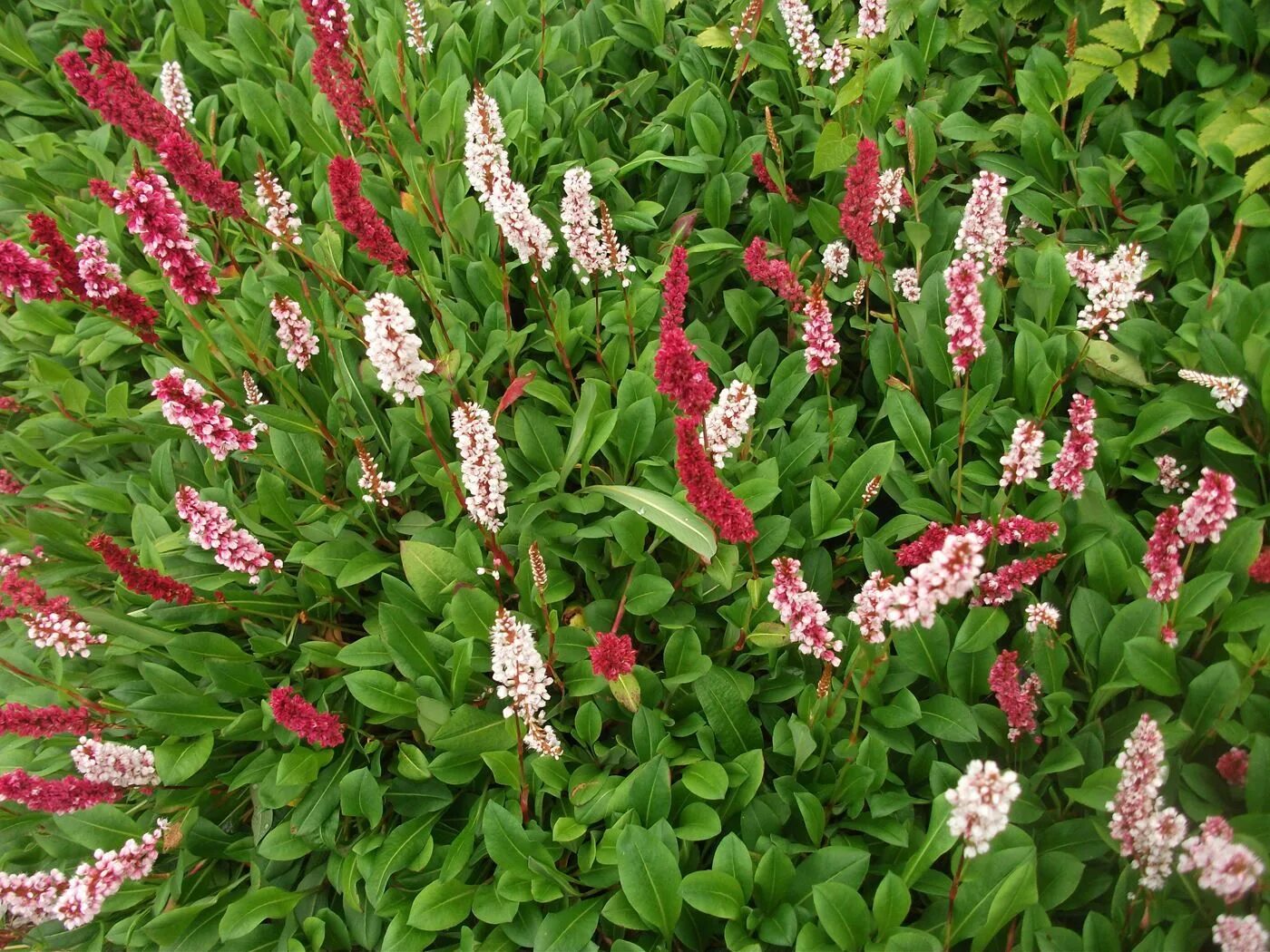 Горец отзывы. Горец родственный (polygonum affine `daijeerling red`). горец родственный дарджилин ред. горец родственный darjeeling red. горец стеблеобъемлющий (persicaria amplexicaulis).