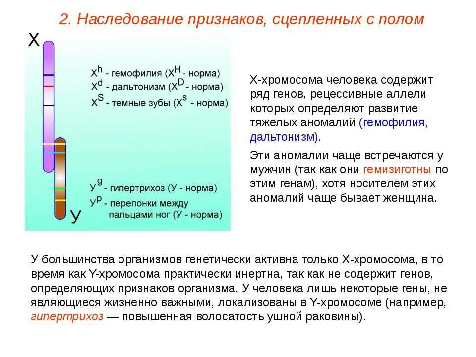 Дигетерозиготная по генам дальтонизма и гемофилии