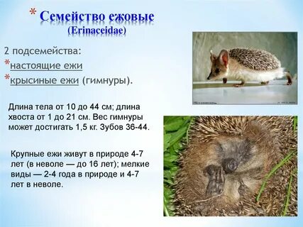 Ежовый значение