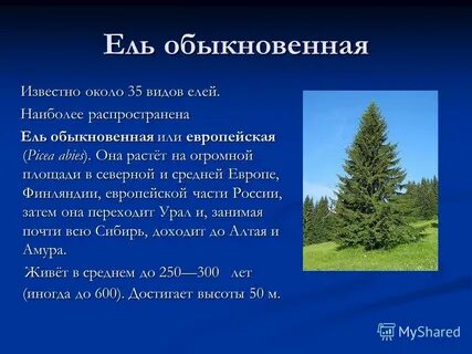 Ель описание растения