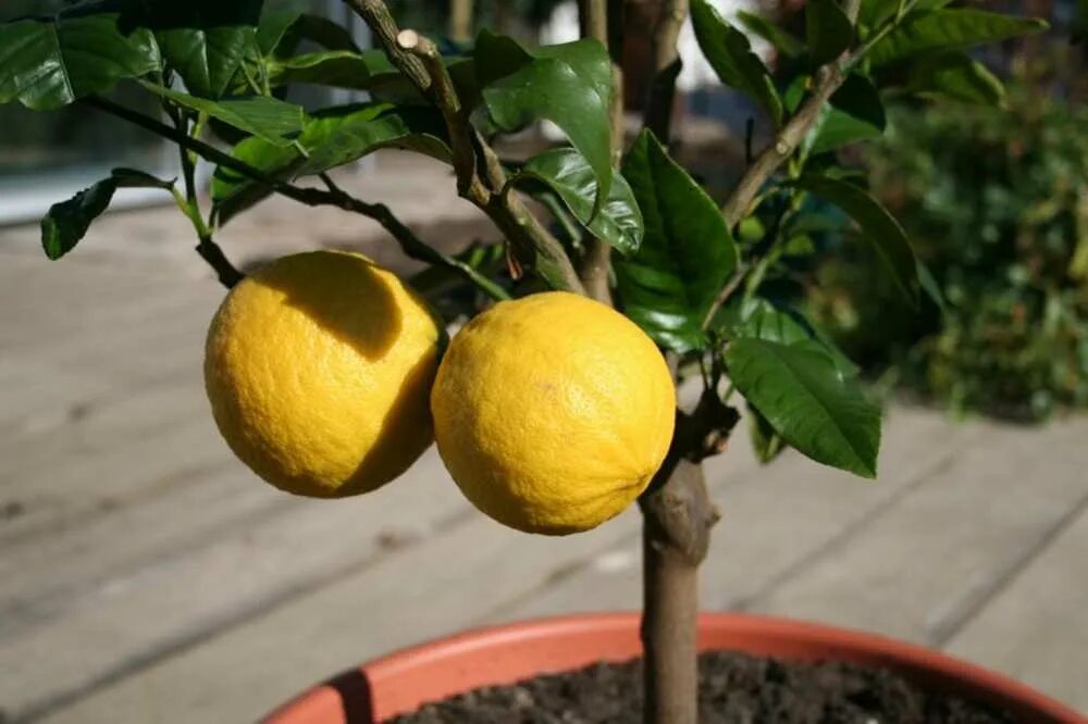 Лимон Лунарио. Лимон сорт Майкопский. Лимон Майкопский цветение. Лимон Пандероза. Как ухаживать за лимонами за начинающими