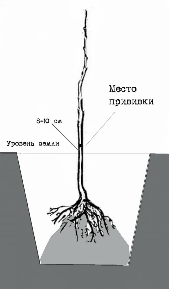 Как правильно посадить саженец груши весной. Корневая шейка саженца яблони. абрикос заглублять корневую шейку. корневая шейка саженца груши. колоновидные яблони корневая система.
