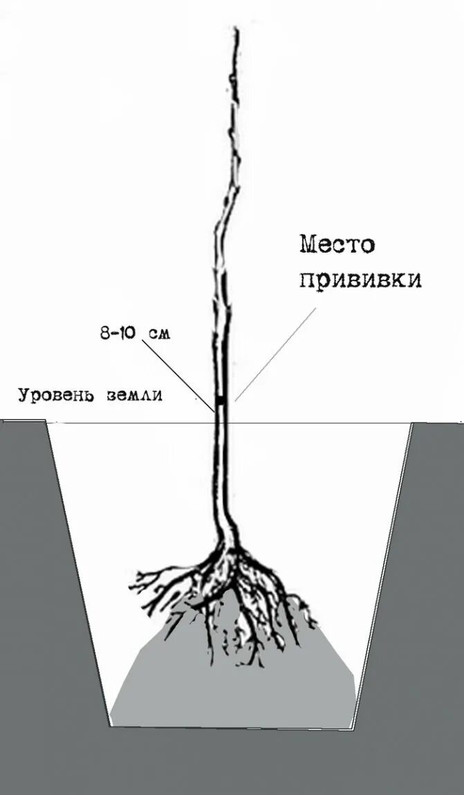 Как посадить саженец яблони весной в грунт. Корневая шейка саженца яблони. Абрикос заглублять корневую шейку. Корневая шейка саженца груши. Колоновидные яблони корневая система.