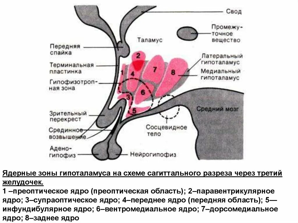 Характеристика слова спайка