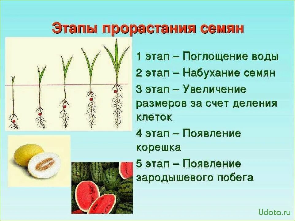 Прорастание семян 6 класс биология кратко. Порядок фаз прорастания семян. Последовательность этапов прорастания семени. Прорастание семян пшеницы 6 класс. Схема этапы прорастания семян.