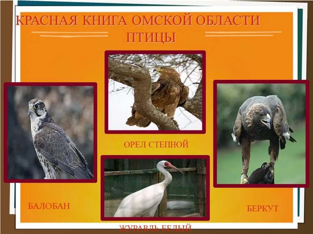 растения и животные красной книги омской области. редкие животные омской области. редкие животные омской области. растения и животные красной книги омской области. красная книга омска животные и растения.