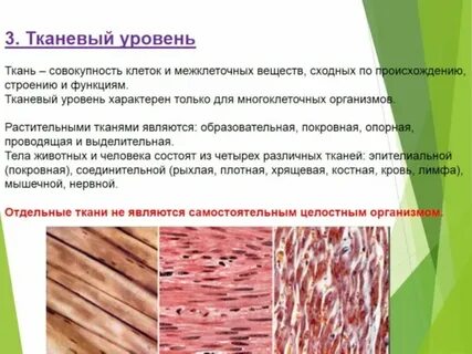 Для какой ткани характерен процесс