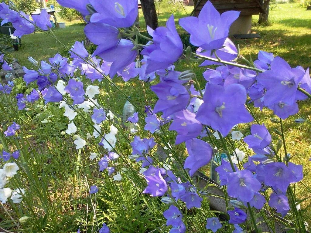 Колокольчик персиколистный Кампанула. Колокольчик персиколистный куст. Колокольчик персиколистный морской Бриз. Колокольчик персиколистный голубой. Низкие колокольчики