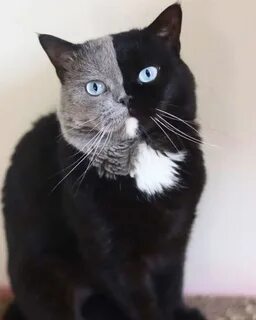 Двуликая кошка