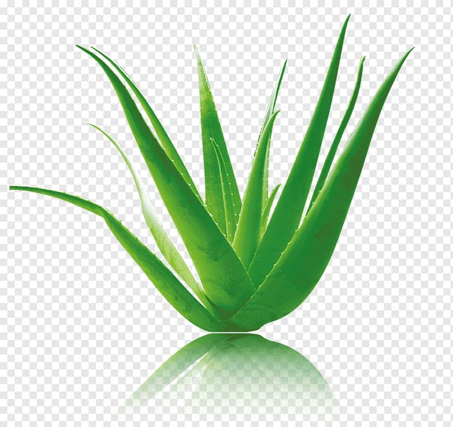Aloe barbadensis Leaf. Алоэ на белом фоне. Green aloe