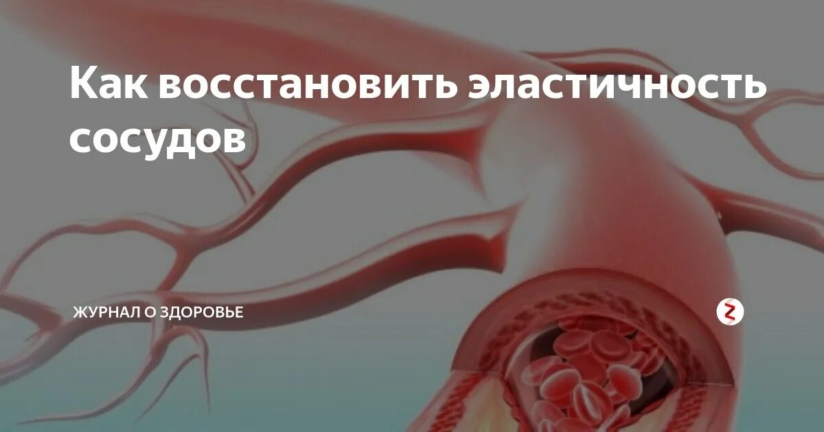 Отвечают за эластичность сосудов выполняют защитную функцию. Эластичность кровеносных сосудов. как вернуть эластичность сосудам.