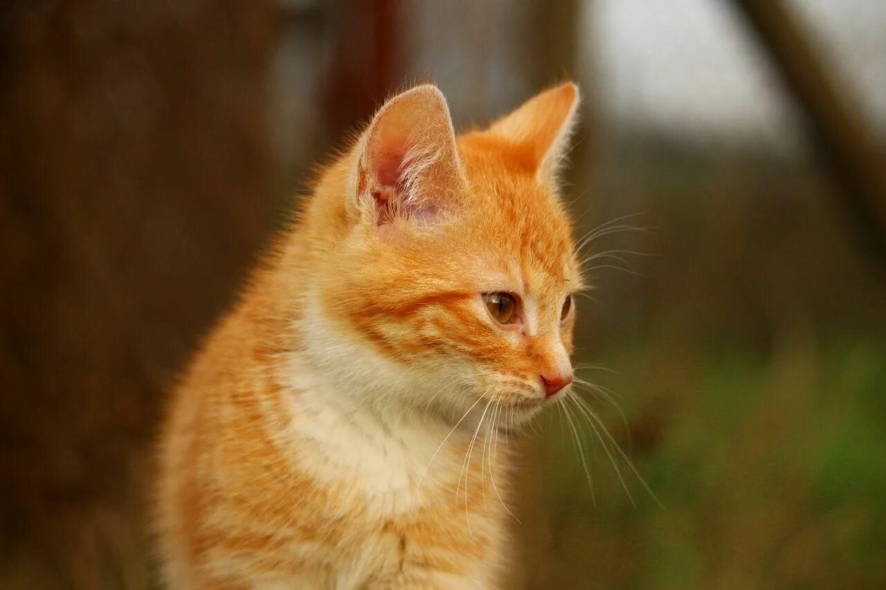 Где найти рыжего кота