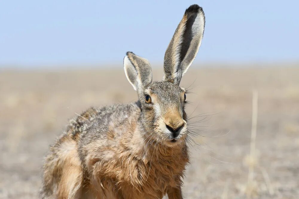 Заяц-русак оренбургский заповедник. Сайгак каспийский. Заяц вид спереди. Сайга (сайгак). Муйнак сайгаки.