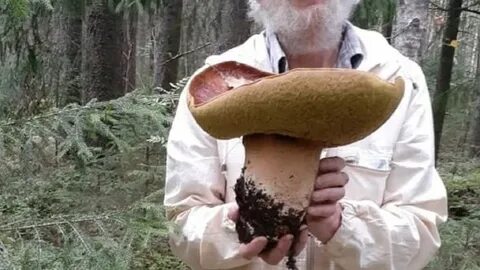 Белые царские грибы