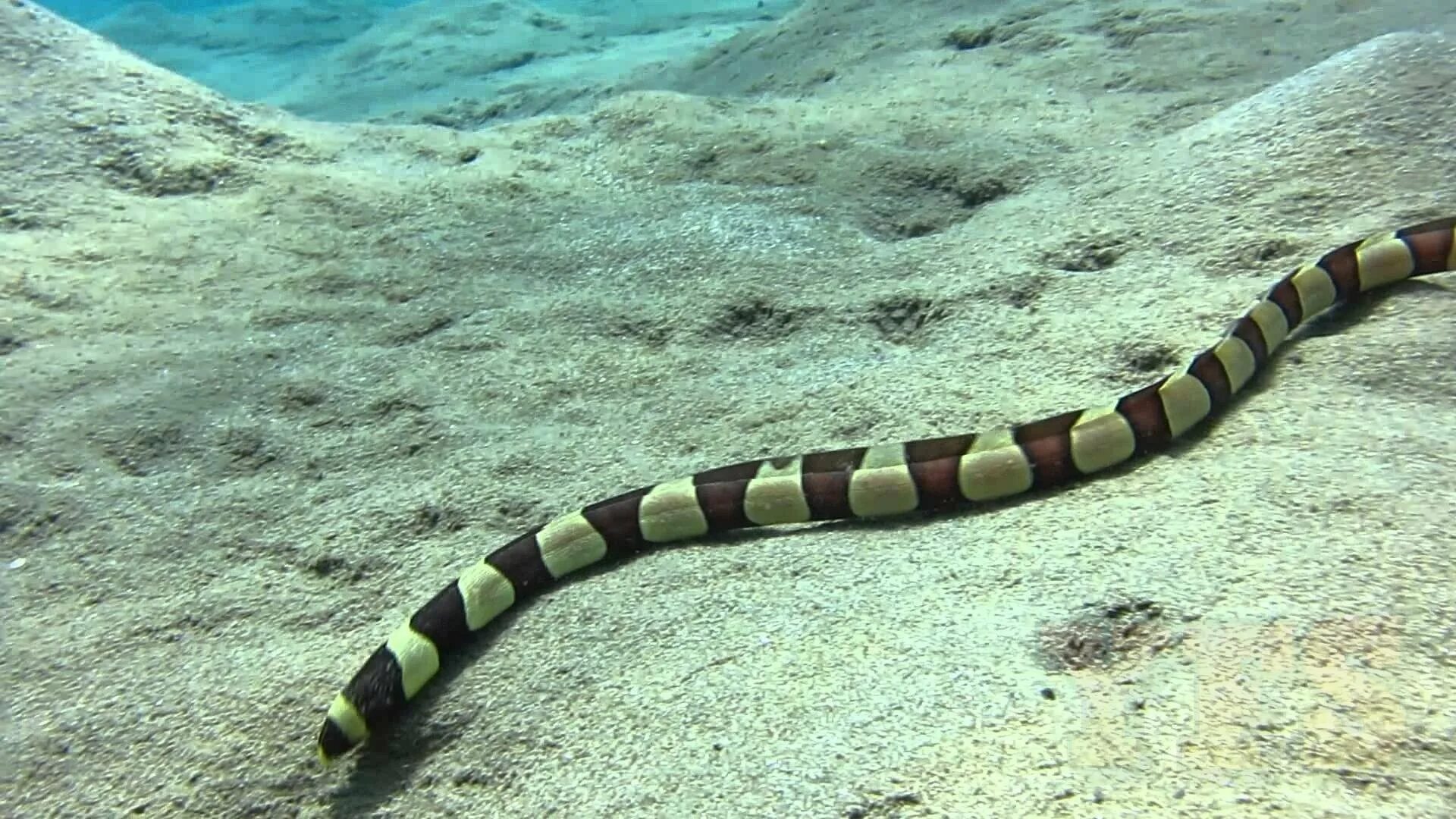 Плоскохвост. Желтогубый морской крайт. змея белчера. морские змеи hydrophiidae. большой плоскохвост, или морской крайт.