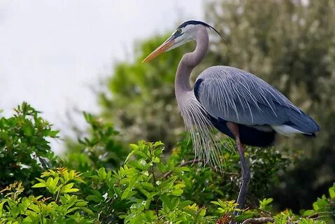 Heron