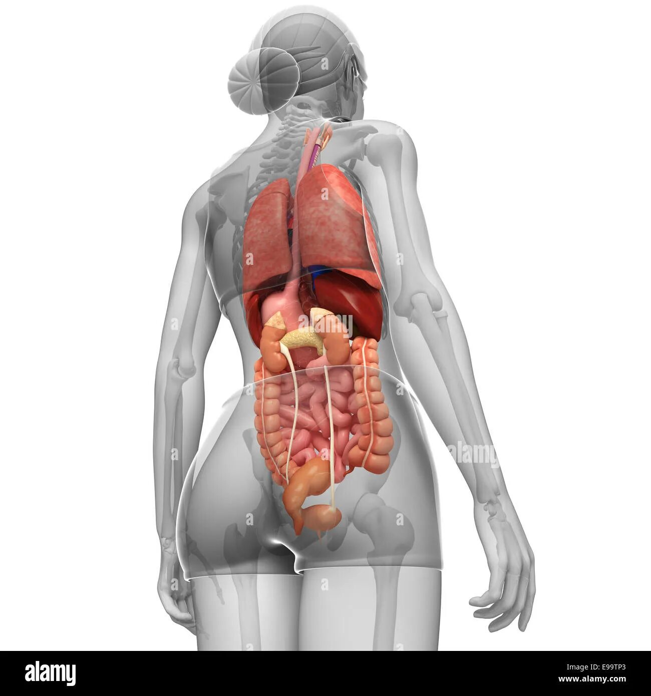 Строение человека внутренние со спины. Внутренние органы человека со спины. Расположение внутренних органов человека со спины. Внутренние органы человека со спины женщины. Анатомия человека со спины органы.