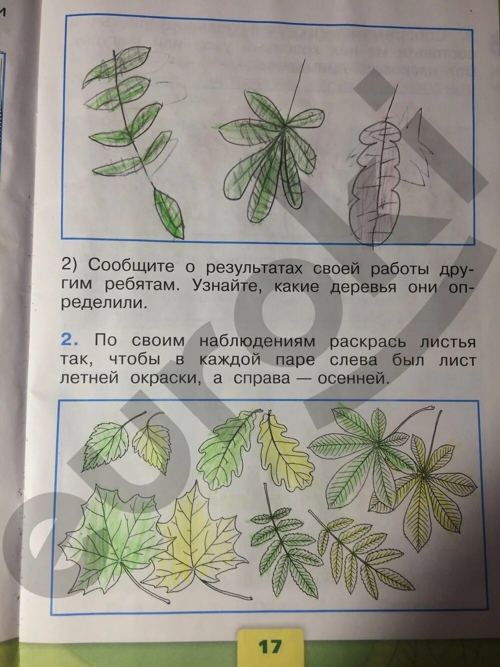 Гдз окружающий мир 1 класс. Окружающий мир 1 класс рабочая тетрадь стр 17. Окружающий мир 1 класс рабочая тетрадь стр 15. Окружающий мир 1 класс страница 17.