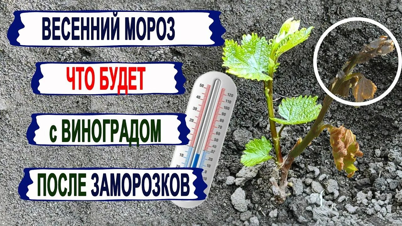 Замерз виноград весной что делать народные средства. Замерз виноград весной что делать народные средства. Виноград побило морозом. Подмерзший виноград. Виноград вымерз.