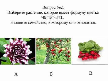 Тест по биологии ткани растений с ответами