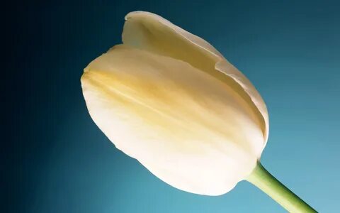 Cream flowers
