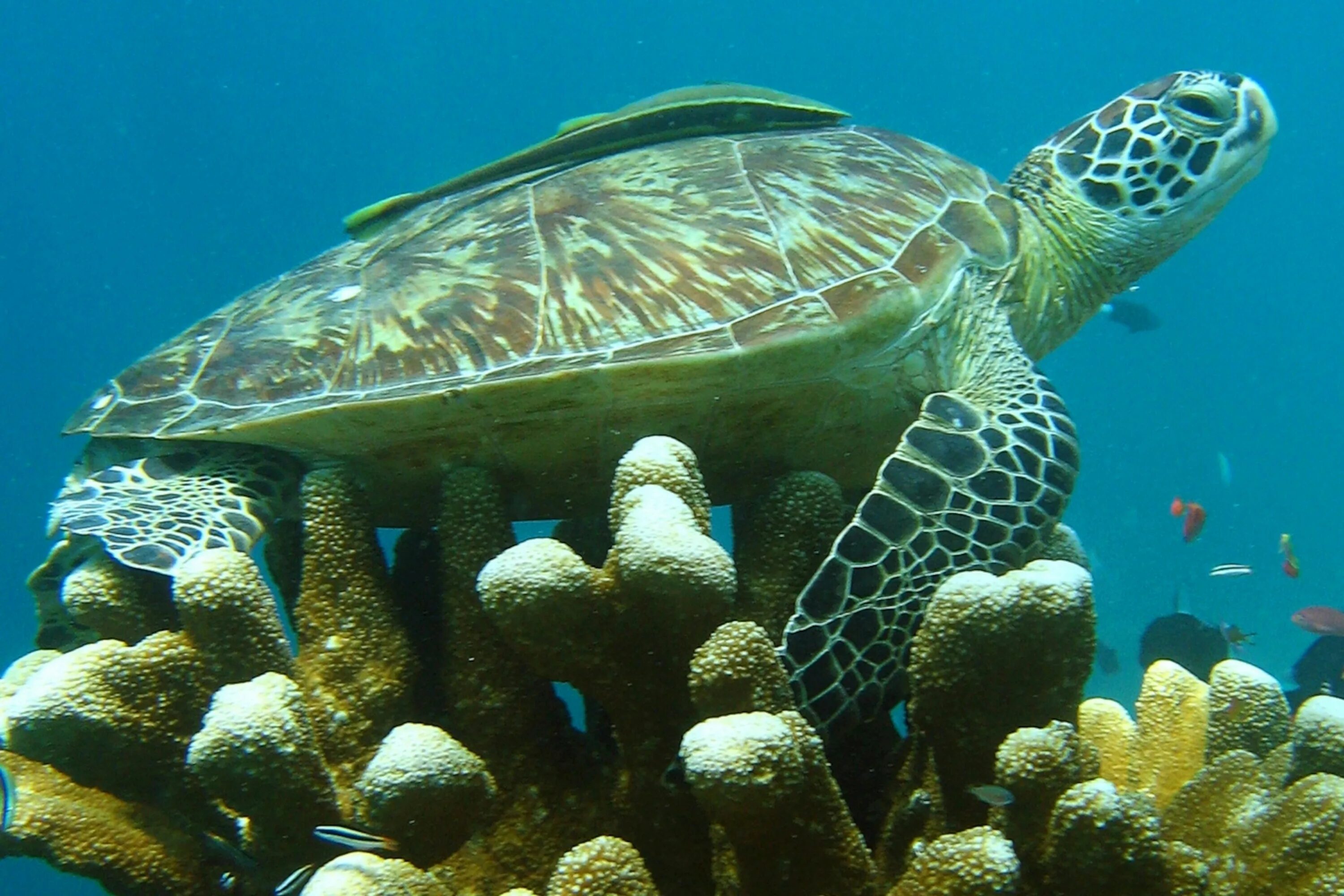 Среда обитания зеленой черепахи. Морская черепаха. Зелёная черепаха. Атлантическая зелёная черепаха. Большой Барьерный риф черепахи.