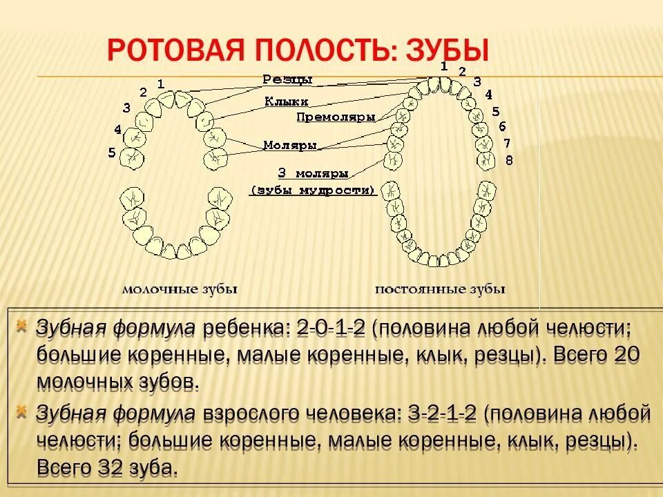 Формула количества молочных зубов. Зубная формула молочных зубов и постоянных зубов. Формула для определения количества молочных зубов. Зубная формула 4 года ребенок. Зубная формула постоянных зубов у детей.