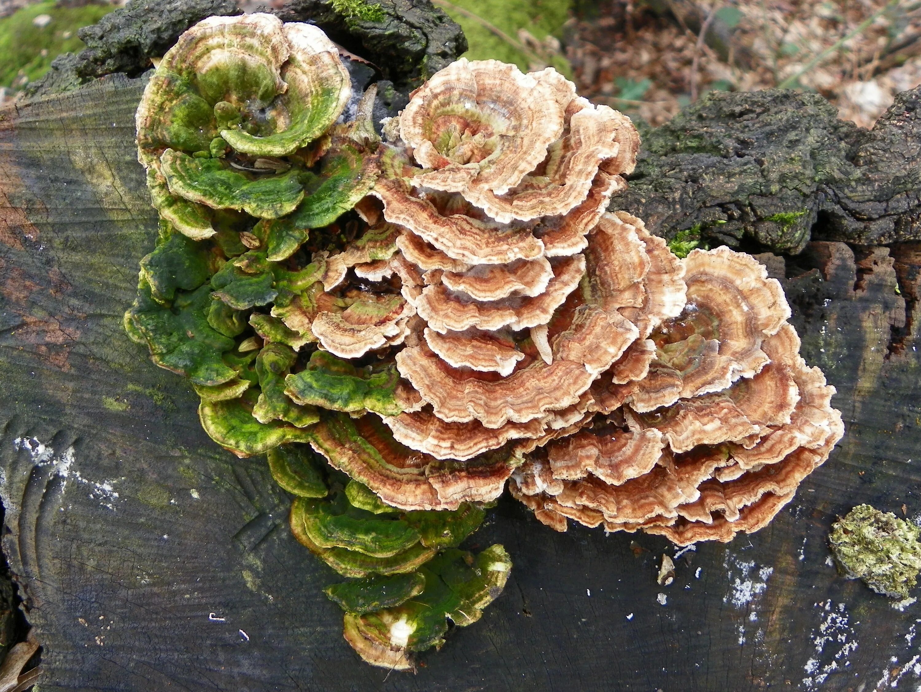 Трутовик Траметес. Trametes versicolor. Гриб Траметес разноцветный. Трутовик Литшауэра. Трутовик свойства