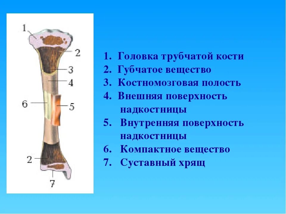 Трубчатые 2 губчатые. Строение трубчатой кости биология 8. Рис 14 строение трубчатой кости. Схема строения трубчатой кости биология 8 класс. Строение трубчатой кости 8 класс.