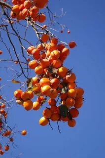 Как растет хурма