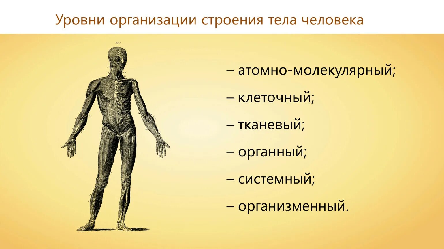 Клетка уровни организации организма человека. Системный уровень организации организма. Уровни организации человека. Структурные уровни в организме человека. Что составляет основу человека