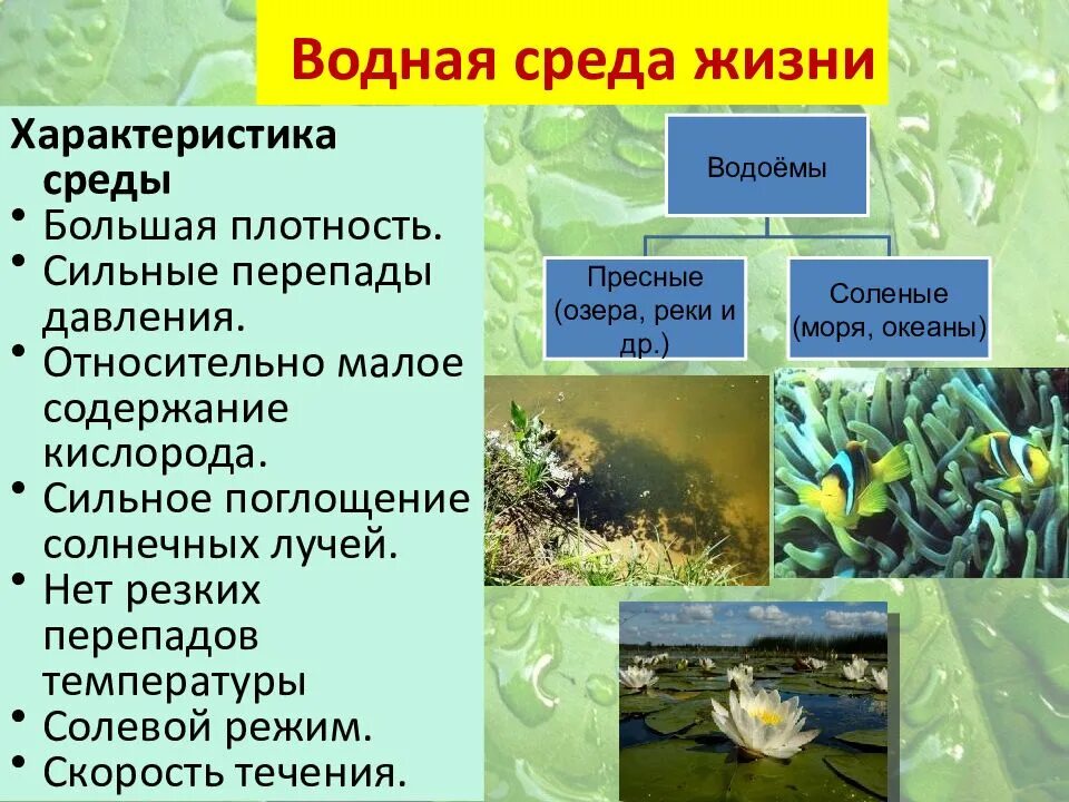 Водная среда обитания биология 5 класс презентация. Водная среда жизни. Особенности водной среды. Характеристика водной среды. Водная среда обитания характеристика.