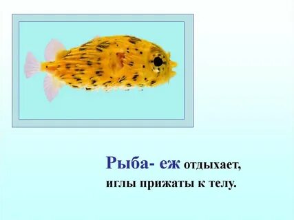 Защита у рыбы