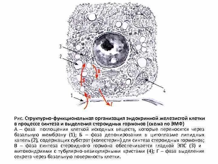 Структурно функциональная организация. Основновы структурной и функциональной организации клетки. Структурно функциональная организация клетки п.