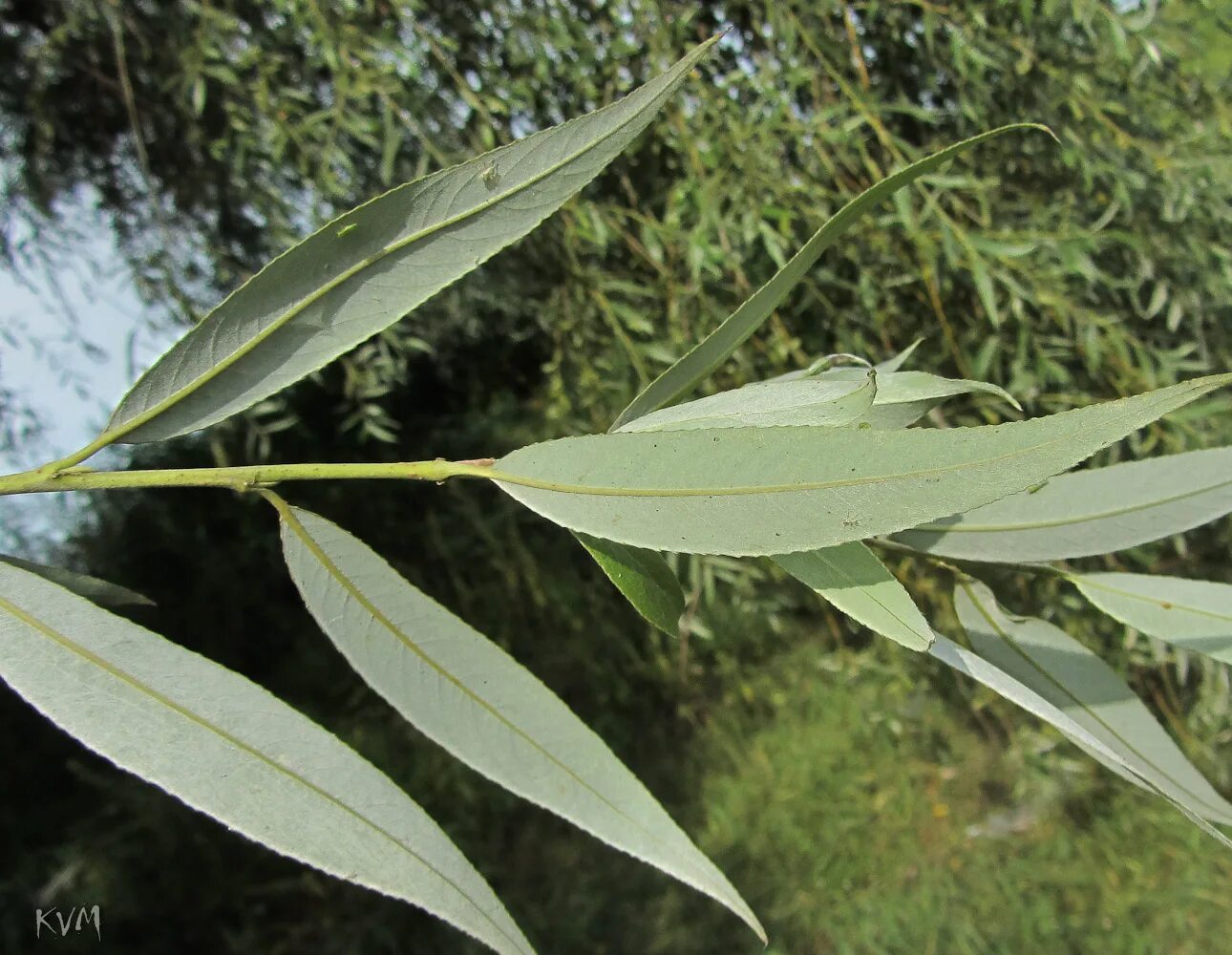 Ива белая Саликс Сальба. Ива остролистная. Ива белая (Salix Alba). Ива остролистная (Salix acutifolia Willd.). Форма листа ивы