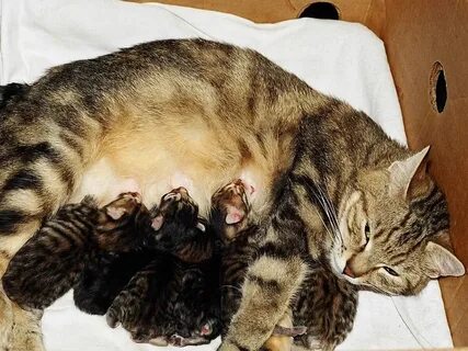 Кормящая кошка во сне женщине