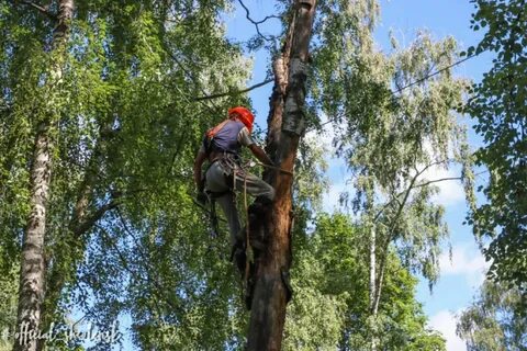 Спилить дерево на кладбище