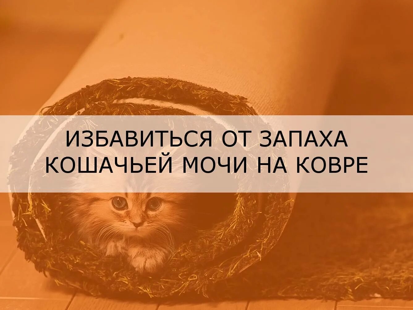 У кошки воняет моча. Запах кошачьей мочи на ковре. Избавиться от запаха кота. Как избавиться от запаха кошачьей мочи на ковре. Как избавиться от запаха мочи кота на ковре.