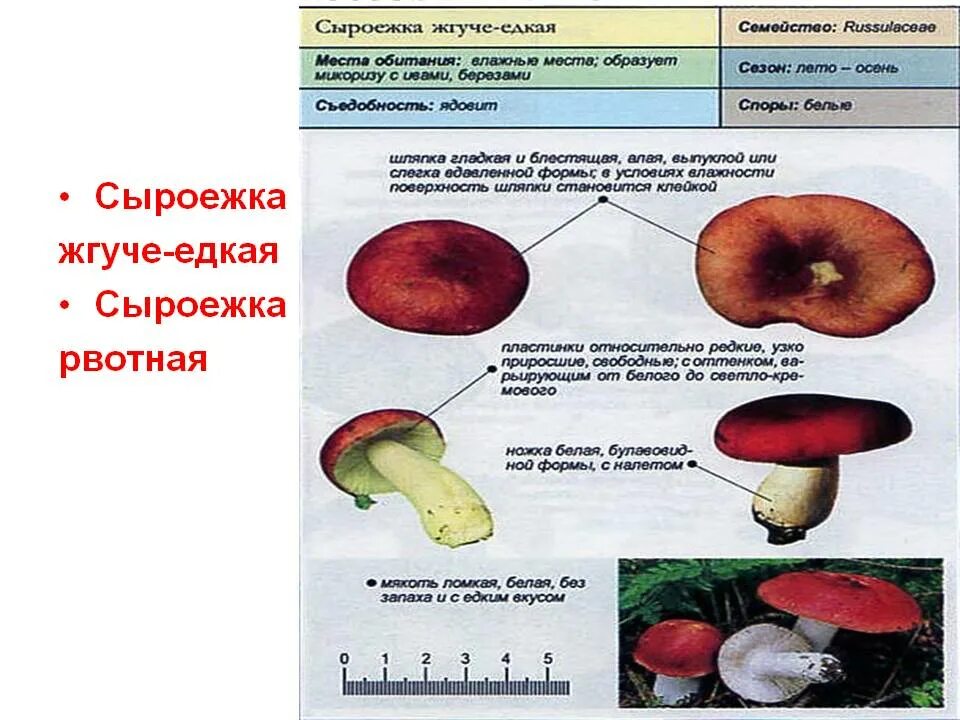 Какую среду обитания освоила сыроежка ответ. Описание грибов сыроежка. Среда обитания сыроежки грибы. Сыроежка рвотная жгучеедкая описание. Сыроежка несъедобные грибы.