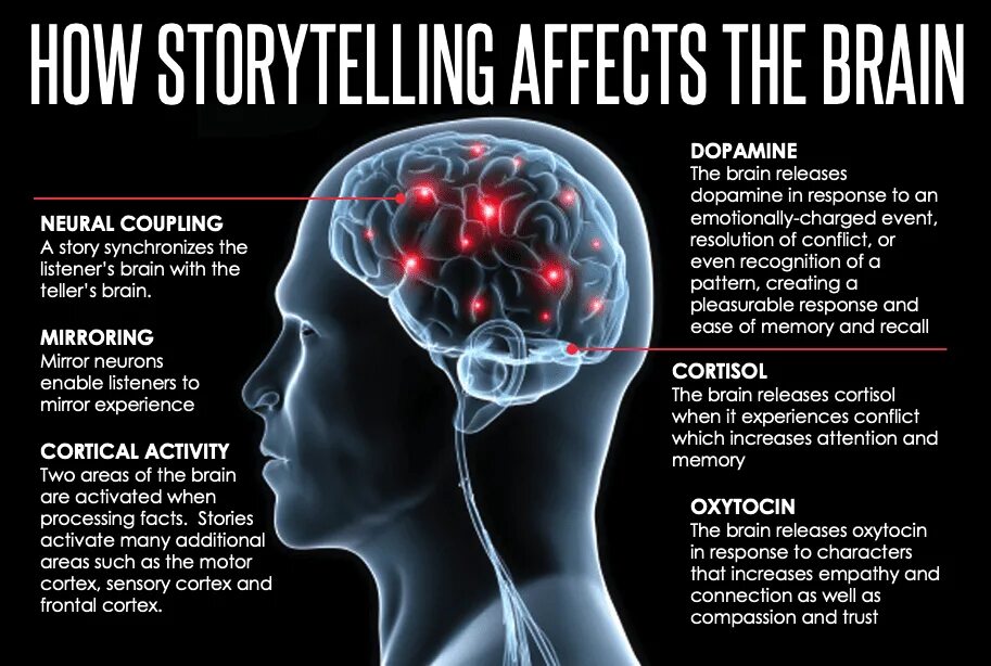 Story effects. Brain Dopamine. Сторителлинг и мозг. Мозг Противостояние. Мозг и любовь.