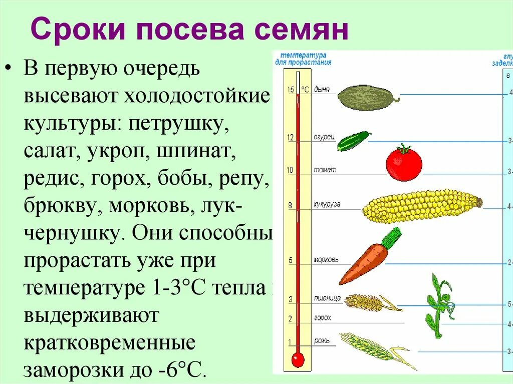 Глубина посадки семян таблица. Глубина посадки овощных культур. Глубина заделки семян редиса. Глубина посева семян овощных культур. Почему для посева отбирают крупные